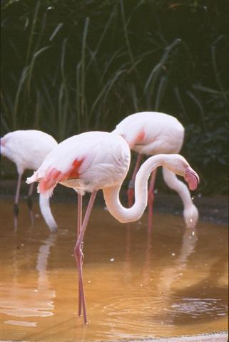 flamingos - click_to_find_out_more